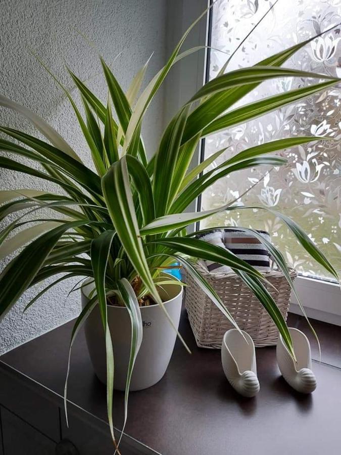 Apartment Dietze Machern Extérieur photo